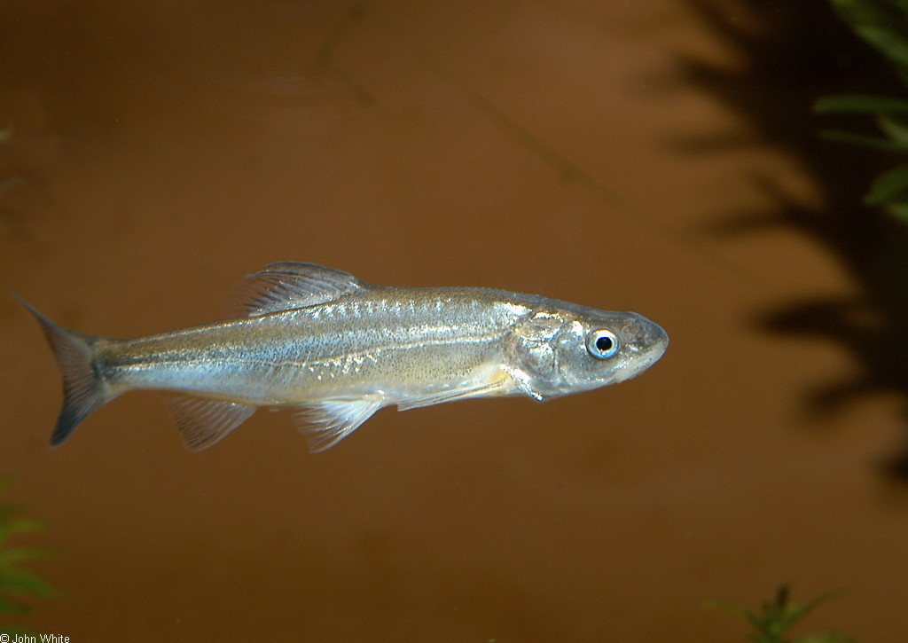 Plagopterus argentissimus